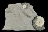 Two Fossil Ammonites (Promicroceras) - Lyme Regis #166644-1